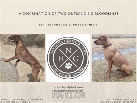 They will come with all the usual stuff you do with puppies vet checked, vac, wormed. Rhodesian Ridgeback Puppies | Puppies for sale | DOGVA.com