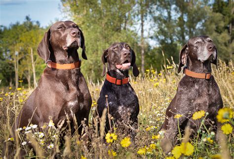 (na ja, irgendwann dann auch ohne wecker ) mein hund hatte und hat noch nie sich lautstark bemerkbar gemacht. Hundezucht: Ab wann brauche ich eine Genehmigung ...