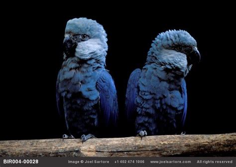 Parque zoológico de são paulo) is the largest zoo in brazil. Spix's macaws at the Sao Paulo Zoo in Brazil. | Birds ...