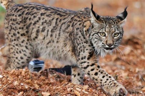 El plan infoca actúa desde poco antes del mediodía en la extinción de un incendio forestal declarado en el paraje. Por el grave incendio en Algarve, el Lince Ibérico ...