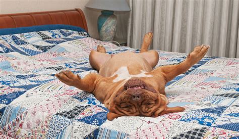 The bed wetting in a dream is a classic symbol of loss of the control or of ignorance before a new and complex matter. 11 useful tips for people living with pet allergies - Dog ...