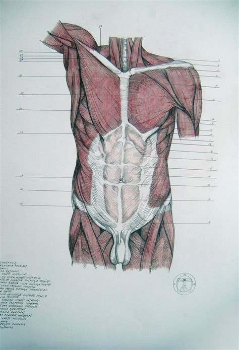 If your torso has muscles that are more important than others, it would be your back muscles. Muscles of torso, abdomen by reinisgailitis.deviantart.com ...