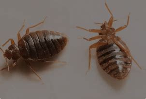 Bug free pest control based in ft. Pest Control Evansville IN