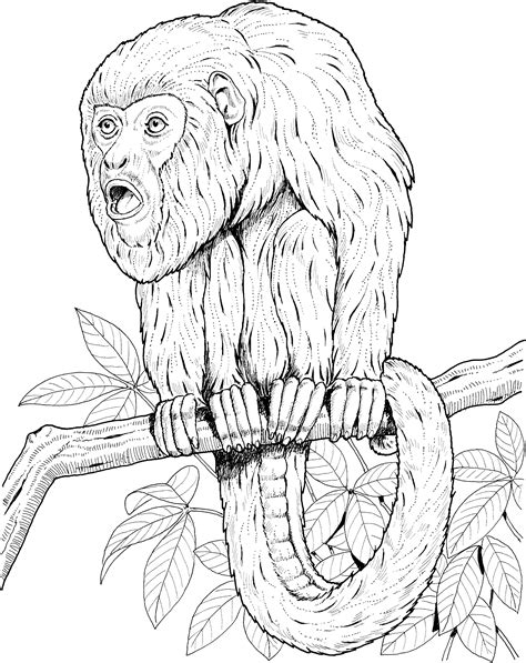 The fur of the capuchin monkey varies, but is most commonly seen with cream or light tan coloring around the face, neck and shoulders. Free Monkey Coloring Pages