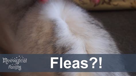 A bite appears like a red raised welt, usually very. How to tell if your cat has fleas? - YouTube