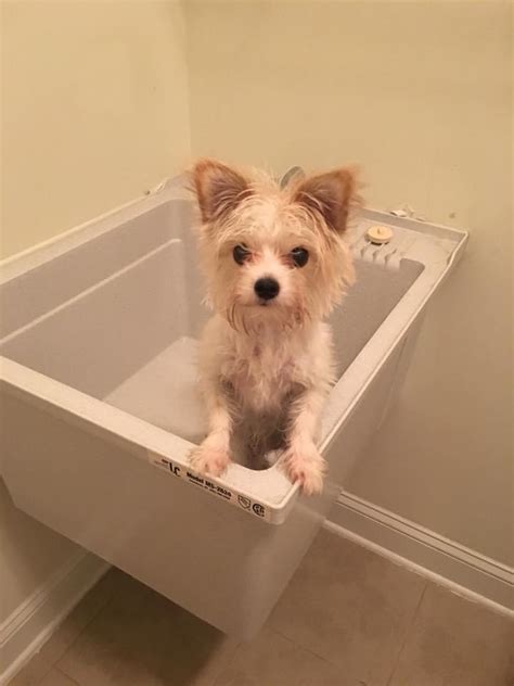 You need to keep several things ready however, cover the sink faucet with a think cloth or faucet covers. How to Bathe a Puppy | Get Your Puppy Used to Baths