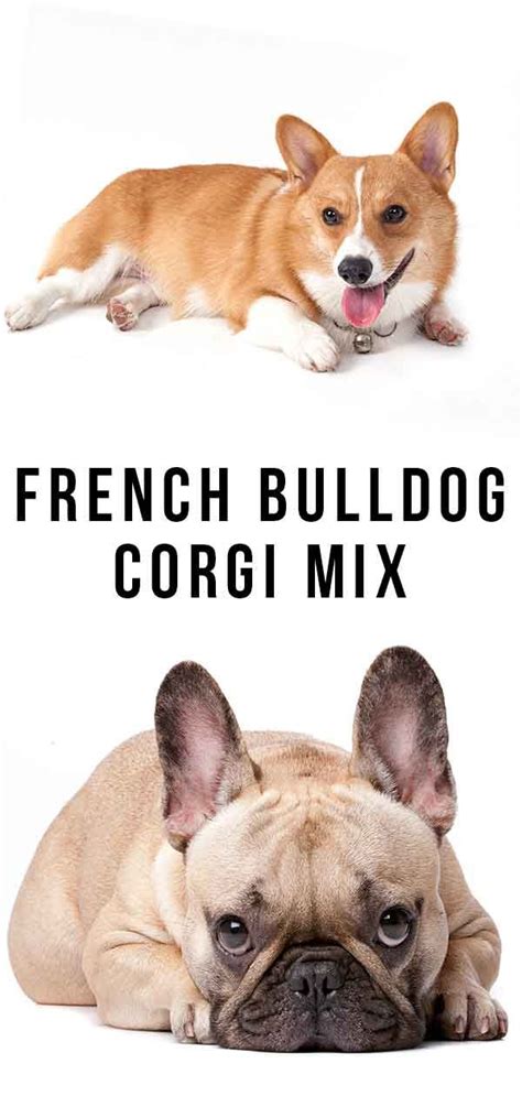 French bulldog puppies are lively little dogs with great personalities and a wonderful sense of humor. French Bulldog Corgi Mix - Is This The Little Pup For You ...