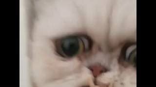 A video of a cat, that just looks like an old woman, has gone viral on instagram. 【速報】あああ変な猫が部屋に!3部作完成☆/ I'm Being Hunted, I Need Assistance ...