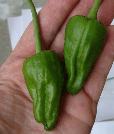 Check spelling or type a new query. Padron - Sweet Spanish Heirloom Pepper Seeds | Stuffed ...