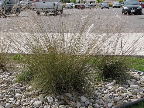 One of the most ornamental native grasses. Prairie Dropseed (Sporobolus heterolepis) in St. Charles ...