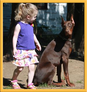 Prima dobermans raises quality akc doberman pinschers bred with emphasis toward conformation (meaning structure, form, appearance, and movement), protection instinct, love & affection, sound temperament, and health & longevity. Welcome to NY Dobermans | nydobermans.com