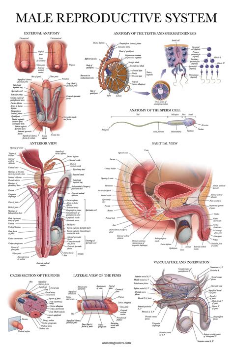Our goal is for newgrounds to be ad free for everyone! 10 Pack - Anatomical Poster Set - Laminated - Muscular ...