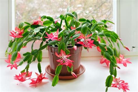 It does need a sunny window. Christmas Cactus Care | HGTV