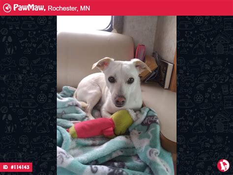 Pet project rescue (shelter #1110637) x hennepin county po box 582861, minneapolis, mn 55458 map it. Pet Rescue Rochester Mn