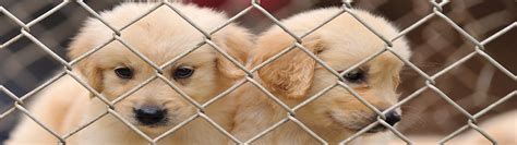 See how donations make an impact near you. Animal Shelter | Animal Shelters Near Me | AnimalShelter.net