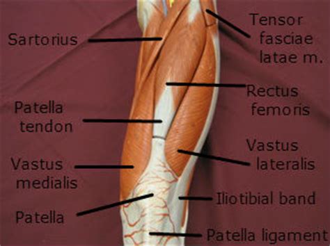 You don't realize it, but while this will allow you to focus on maximal leg development, without sacrificing any of the size or strength that you've. Pelvis, Hip, & Upper Leg | Chandler Physical Therapy