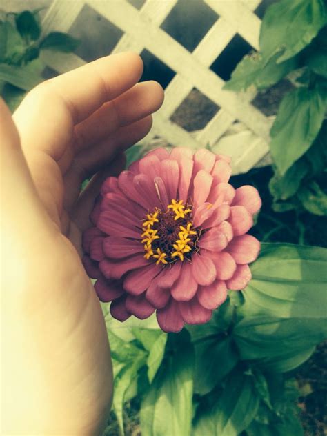 Purple flowers symbolize a lot of great things in life such as dignity, success, and even pride. Pretty purple flower in my front yard. | Purple flowers ...