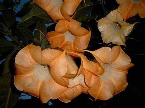 However, every part of this plant is highly poisonous. Luminosa - Brugmansia Growers International