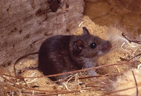 Only some kinds of mice and rats can give people hantaviruses that can cause hps. Hantavirus Pulmonary Syndrome - Causes, Symptoms, Treatment