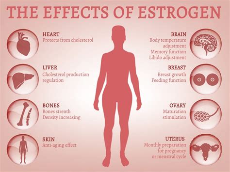 Should estrogen really get the bad rep it has, or is there something else missing we haven't fully looked at? Understanding Estrogen - Dr MC van Aardt