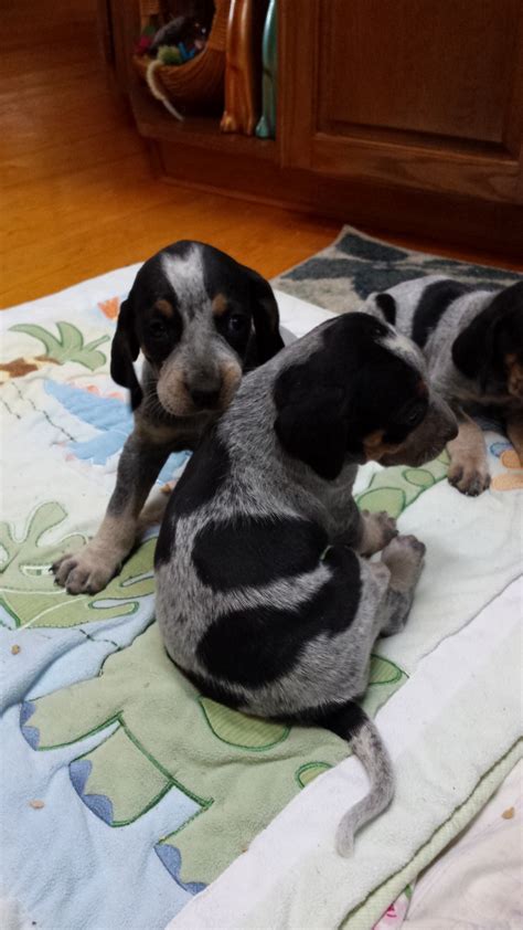 He does not bite and likes people but must always be on a leash in case he catches a scent. Bluetick Coonhound puppies for sale Ontario