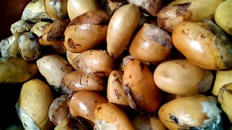 Supaya biji menghasilkan benih pohon durian yang unggul, maka simpan dahulu biji selama 2 minggu di tempat. Cara Mudah Semai Biji Durian Supaya Cepat Tumbuh - YouTube