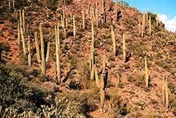 The saguaro cactus is a very unusual looking tree of the desert. Saguaro Cactus