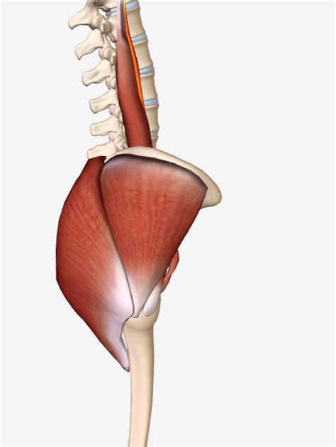 Out of the two muscles you can see on the diagram above, the. Glutes Diagram - Gluteus Maximus Diagram Best Fusebox And ...