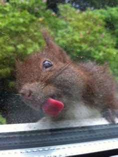 Wet hairy beaver licked and fucked. 31 Most Funny Squirrel Images And Pictures