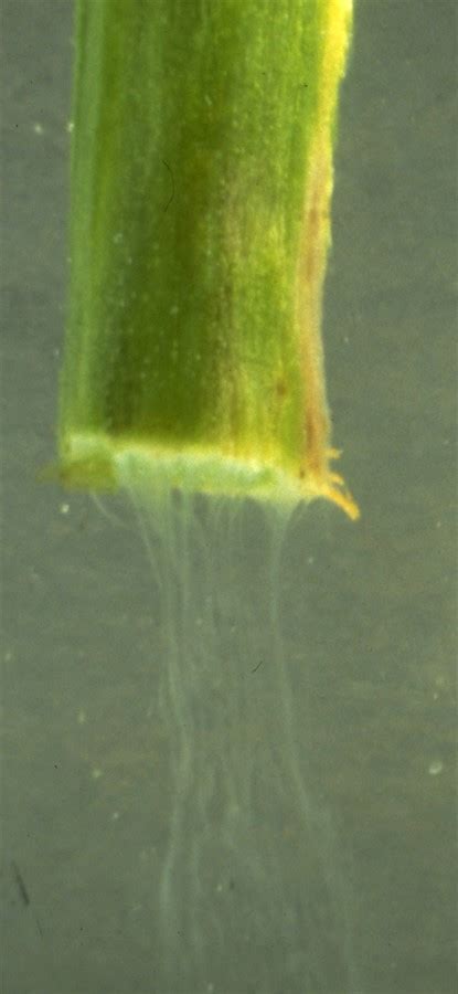 1st ppp deal in the dutch water management sector. Fact sheet - Tomato bacterial wilt (146)