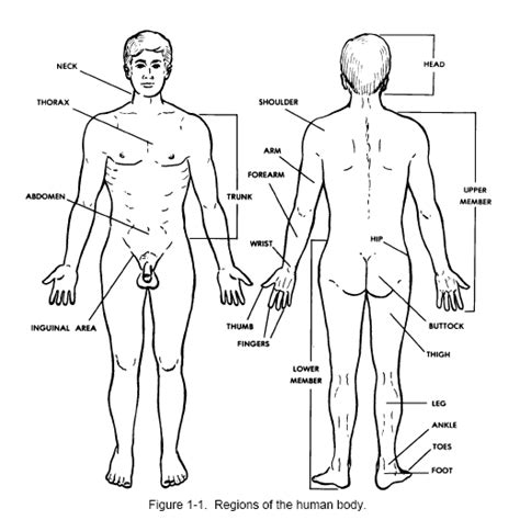 The back is found posteriorly and includes the vertebral column, the muscles that support the back and the spinal cord. Basic Human Anatomy Distance Learning Course