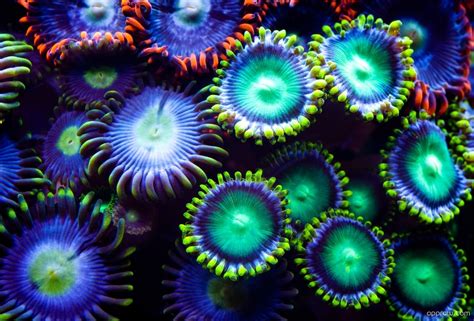 The flower wallpapers also work well as background pictures for your iphone or android smartphone. Underwater Neon Coral Wallpaper download - Underwater HD ...