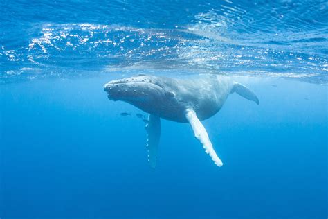 Lobster diver says he was swallowed by humpback whale near cape cod. Buckelwal rettet Taucherin vor riesigem Hai