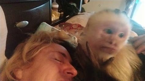 Baby monkey we got a cinnamon capuchin monkey. Capuchin Monkey Spit Bath - YouTube