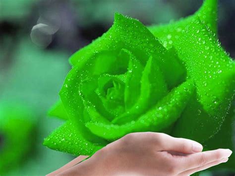 Download hd rose wallpapers best collection. Rose Wallpaper: Green Rose HD Wallpaper Download Free