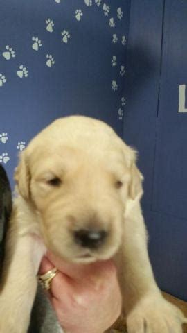 Akc golden retriever puppies $0 (ftd) pic hide this posting restore restore this posting. Golden Retriever Puppies Part English Cream for Sale in ...