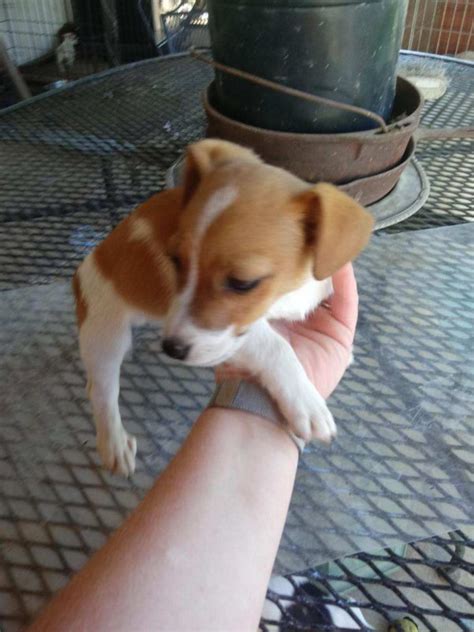 Give a puppy a forever home or rehome a rescue. NKC Jack Russel Terrier Puppies for Sale in Indiana