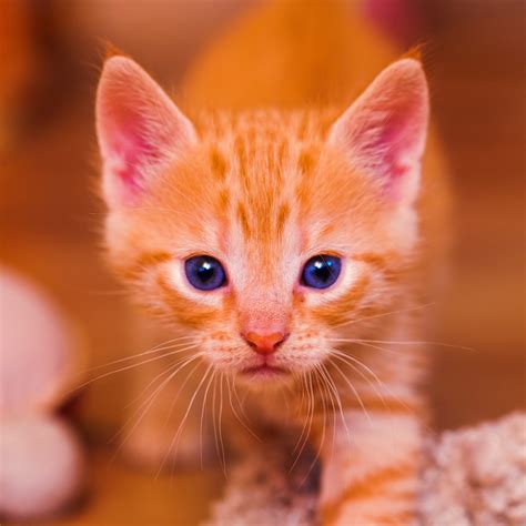 Are you searching for orange kitten png images or vector? Orange tabby kitten HD wallpaper | Wallpaper Flare