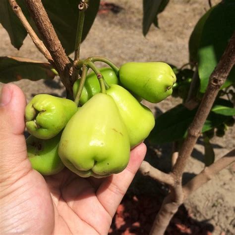 Exotic fruit on the market in my country are not really good and fresh. Mn xanh ! My fruits tree from Champa - Yelp