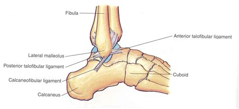 The lateral meniscus is connected to the medial part of the tendon of popliteus and therefore the freedom of its posterior horn is restrained by the popliteus and 2. Bifurcate Ligament Tear treatment