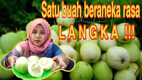 Youtube.com gambar gambar mewarnai buah buahan. Review Buah Langka Timun Apel - YouTube