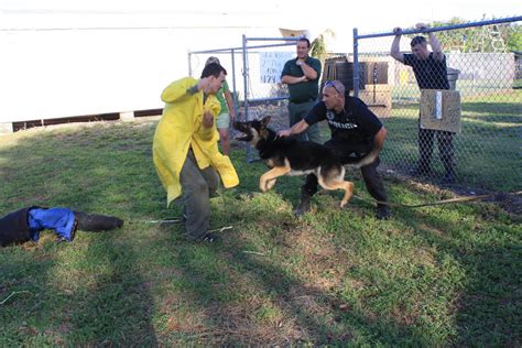 Then welcome to our company! Dog Training Demonstration - Los Angeles - Royal Dog Academy