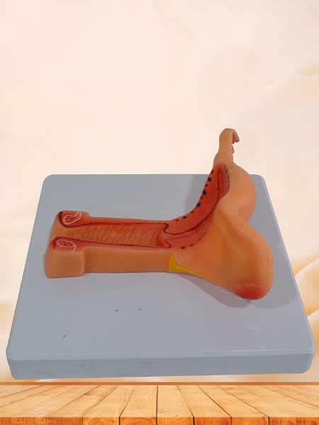 Check spelling or type a new query. Female internal genital organs anatomy model