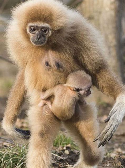 Voir plus d'idées sur le thème photo animaux, image insolite, animaux. Animaux : Actus, photos, vidéos - Animal Story | Animaux ...