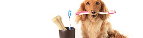 Longwood animal hospital & pet resort. Longwood Veterinary Clinic