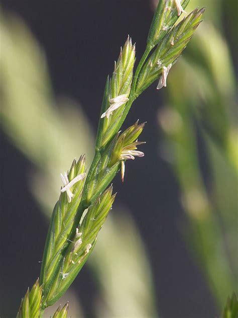 Typischerweise wird es gepflanzt, wenn andere, permanentere grassorten ihre saison beendet. Gräser-Vorstellung: Lolium Perenne - Deutsches Weidelgras ...