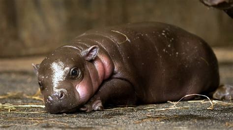 Happy hippopota miss emirates24 7 : This Tiny Baby Pygmy Hippo Is Rare and Adorable