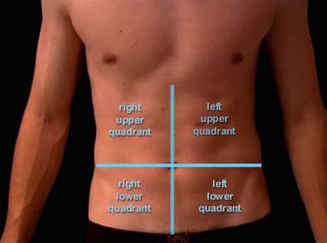 The regions of the body are labeled in . Quadrants Labeled Anatomy / Anterior Abdominal Wall ...