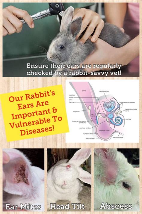 RABBITS ? & THEIR EARS ?? - Bunny Wonderland