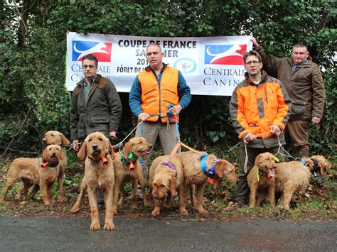 Très attaché à son maître, moins il en sera séparé, plus il s'épanouira. Chien De Chasse Fauve De Bretagne A Vendre - Chien Nouvelles